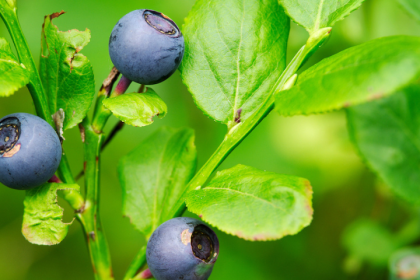 the-bountiful-benefits-of-bilberry